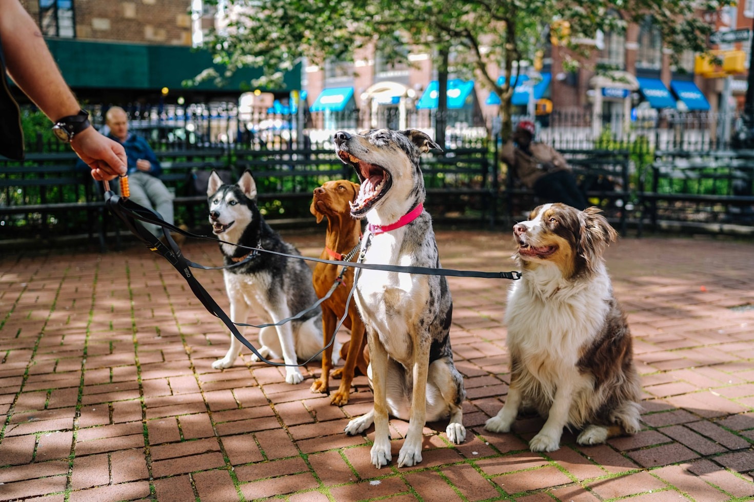 Top 10 Nutritional Foods for Your Furry Friends