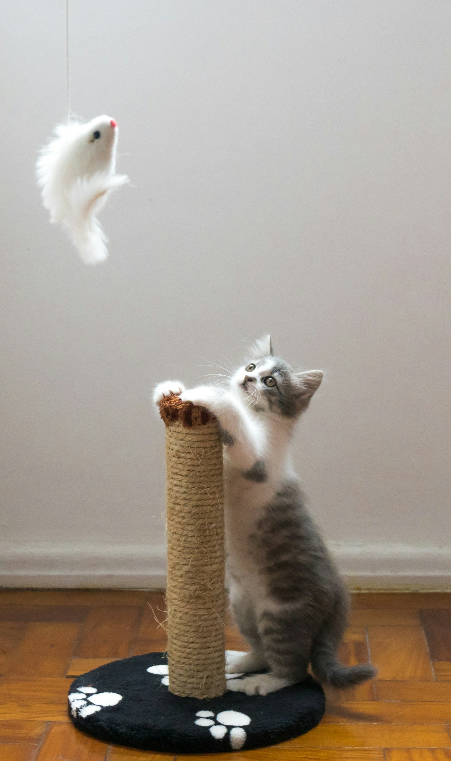 Why Quality Matters in Pet Products
