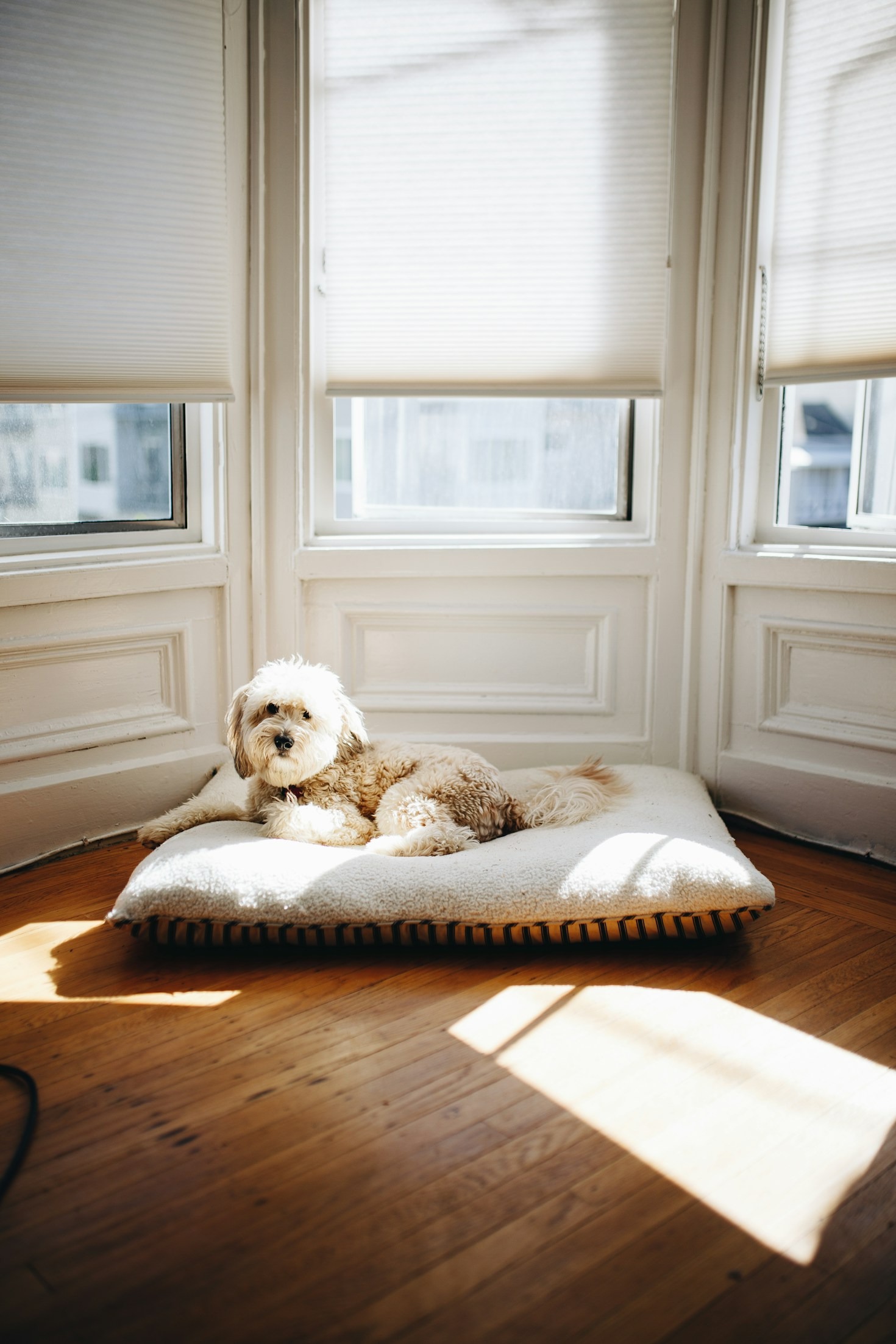 The Best Accessories for Keeping Your Pet Happy