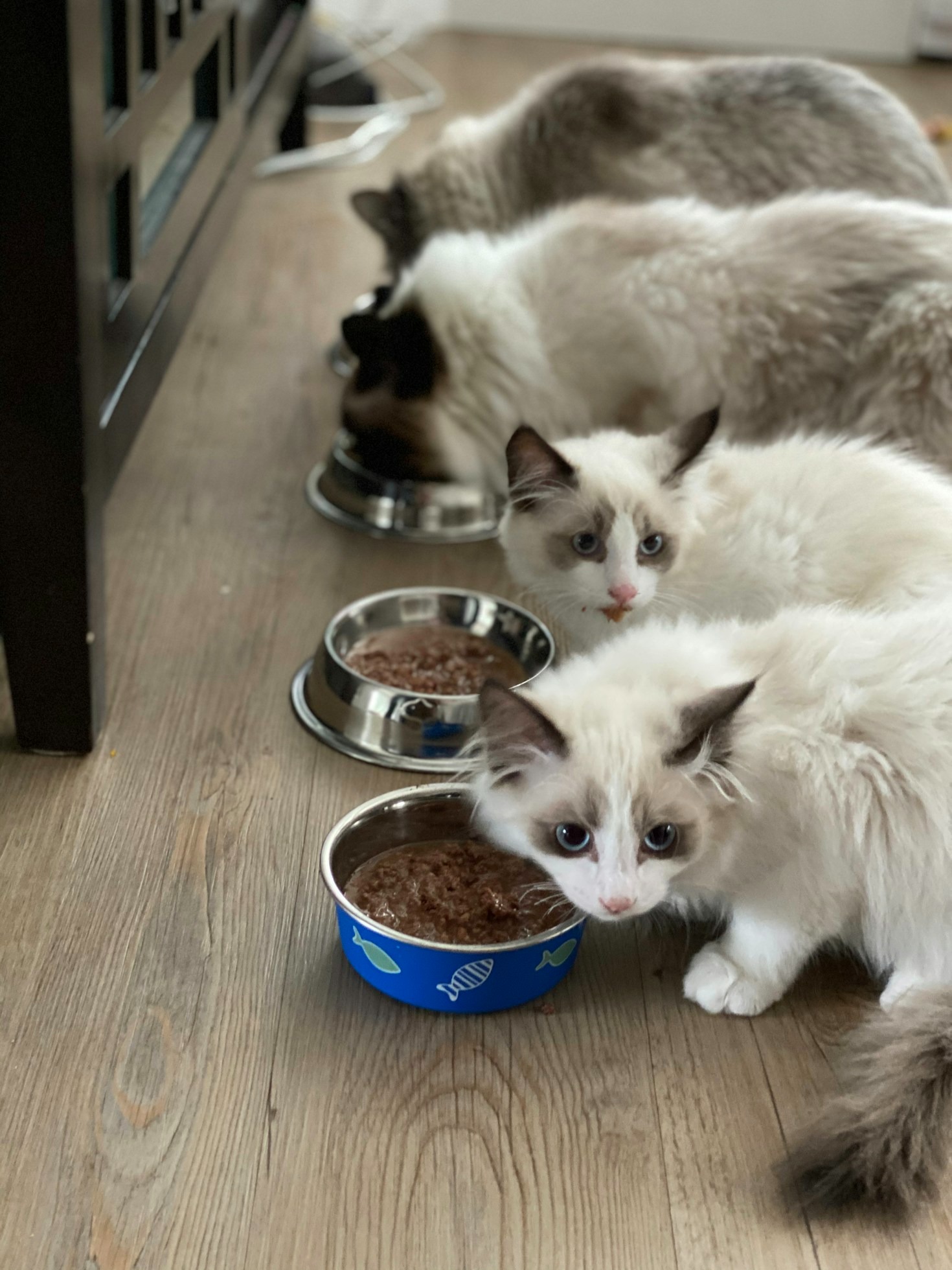 How to Keep Your Pet Comfortable and Healthy